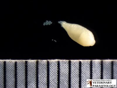 Dipylidium caninum gravid proglottid releasing egg sacs;  live tapeworm segment