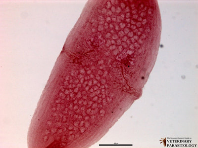 Dipylidium caninum mature proglottid with developing egg sacs