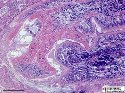 Mesocestoides sp. tetrathyridia in small intestine of dog