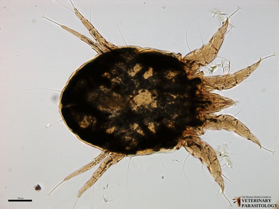 Psoroptes sp. (aka., psoroptic mange mite) female