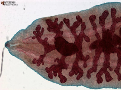 Clonorchis sinensis fluke parasite