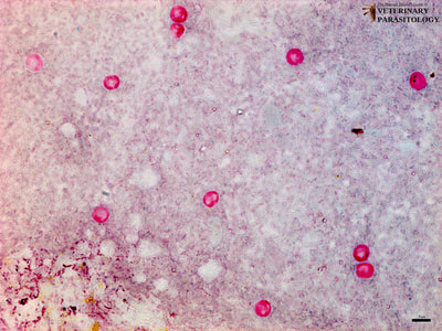 Cryptosporidium parvum oocysts in fecal smear