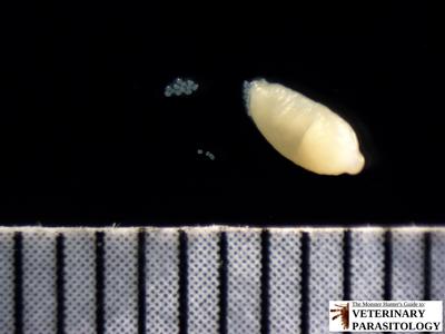 Dipylidium caninum gravid proglottid releasing egg sacs;  live tapeworm segment