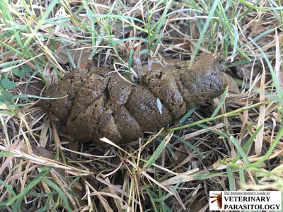 Dipylidium caninum gravid proglottid in dog feces poop tapeworm