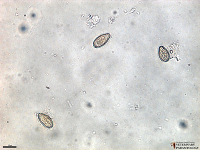 Clonorchis sinensis eggs, fecal float
