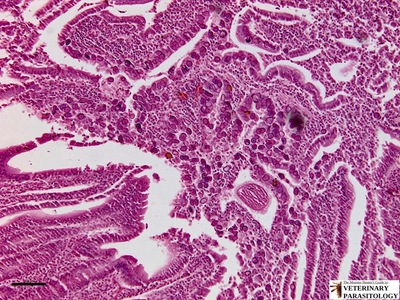 Eimeria sp. in goat intestine