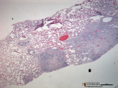 Neospora sp. in canine lung, cross-section
