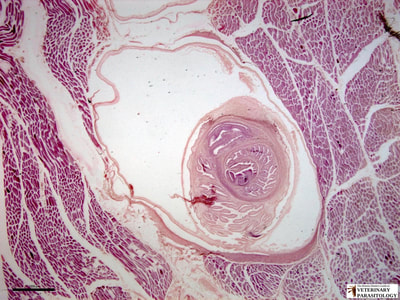 Taenia sp. cysticercus in skeletal muscle