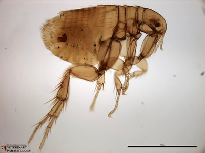 Xenopsylla cheopis (aka., Oriental Rat Flea)