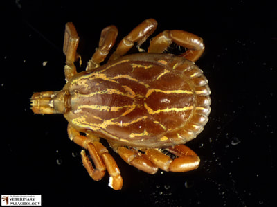 Amblyomma maculatum male