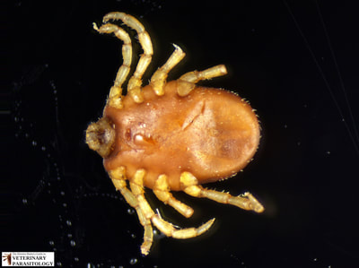 Boophilus annulatus (aka., Rhipicephalus annulatus) female