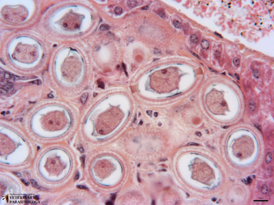 Capillaria hepatica eggs in liver