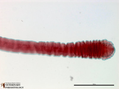 Diphyllobothrium sp. plerocercoid
