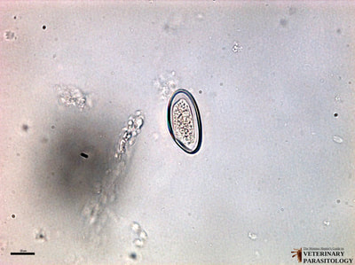 Enterobius vermicularis eggs, fecal float