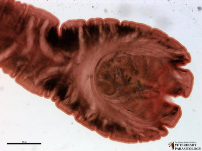 Mesocestoides sp. tetrathyridium