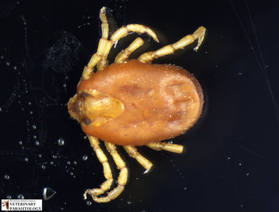 Boophilus annulatus (aka., Rhipicephalus annulatus) female