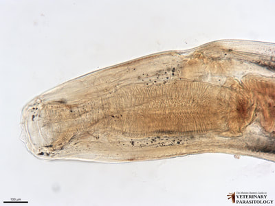 Adult of the subfamily Cyathostominae