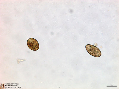 Fasciola hepatica eggs, fecal float