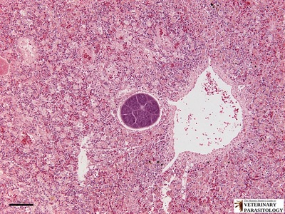 Leucocytozoon sp. megalomeront in avian spleen