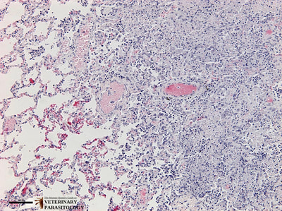 Neospora sp. in canine lung, cross-section