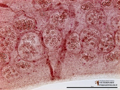 Dipylidium caninum, egg sacs within gravid proglottid