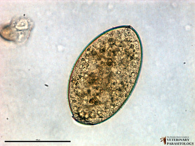 Fasciola hepatica eggs, fecal float