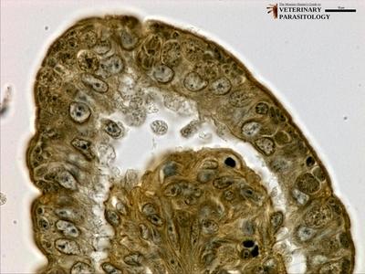 Toxoplasma gondii schizont containing banana-shaped merozoites in small intestine of cat