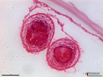 Protoscolices within hydatid cyst of Echinococcus granulosus
