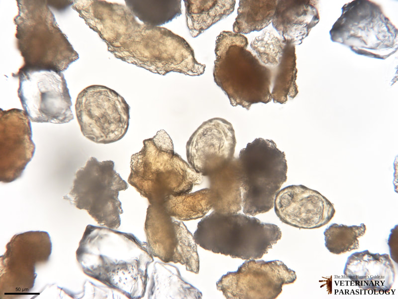Heterobilharzia americana eggs recovered from canine feces on fecal sedimentation.