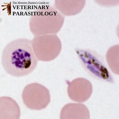 Plasmodium falciparum schizont and gametocyte