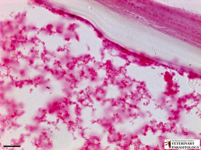 Stained granular material within hydatid cyst of Echinococcus granulosus