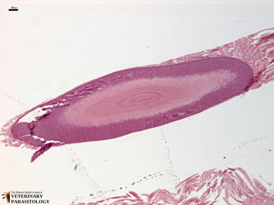 Sarcocystis sp. sarcocyst in skeletal muscle of duck (i.e., rice breast disease)