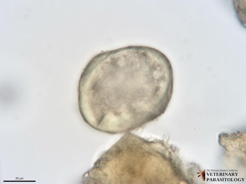 Heterobilharzia americana eggs recovered from canine feces on fecal sedimentation.