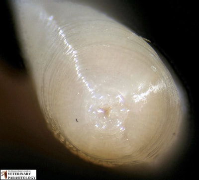 Dioctophyma renale