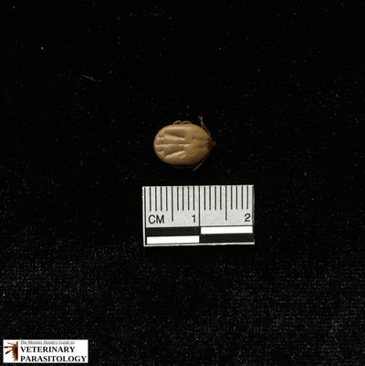 Amblyomma maculatum female