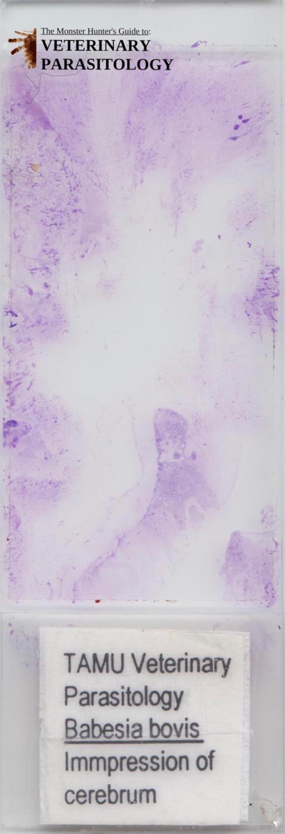 Babesia bovis, impression of cerebrum
