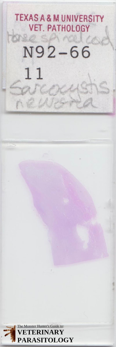 Sarcocystis neurona in equine spinal cord