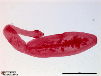 Echinococcus granulosus tapeworm