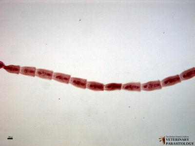 Mesocestoides sp. tapeworm segments
