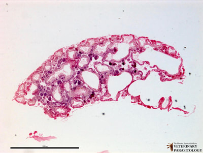 Schistosoma mansoni sporocysts in snail