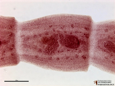 Mesocestoides sp. tapeworm segments