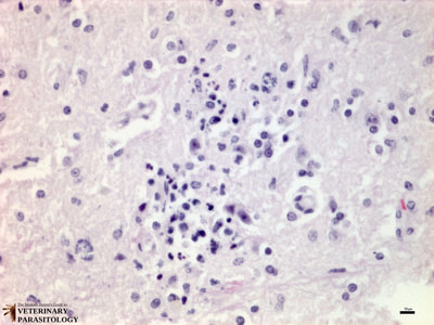 Sarcocystis neurona in equine spinal cord