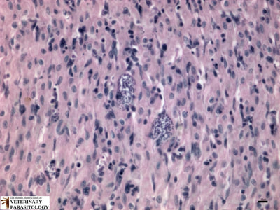 Trypanosoma cruzi amastigotes in rat cardiac muscle