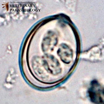 Eimeria sp. oocyst, fecal float