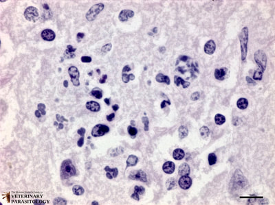 Sarcocystis neurona schizonts and free merozoites in equine spinal cord