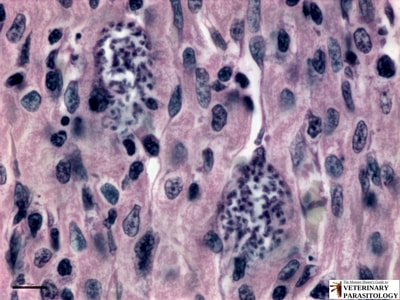Trypanosoma cruzi amastigotes in rat cardiac muscle