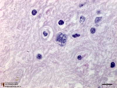 Sarcocystis neurona schizont filled with merozoites in equine spinal cord