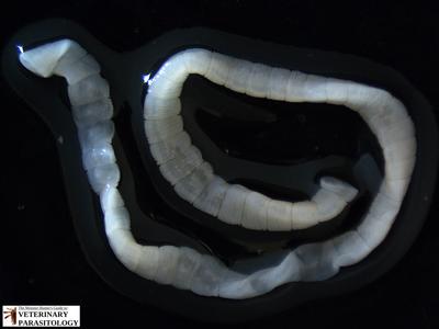 Mesocestoides sp. tapeworm segment