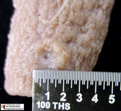 Small intestinal attachment site of Oncicola canis