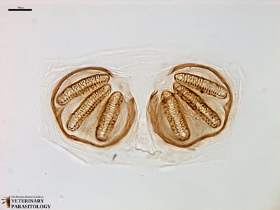 Cochliomyia sp. larval spiracle